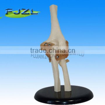 human skeleton life-size elbow joint model,elbow medical skeleton