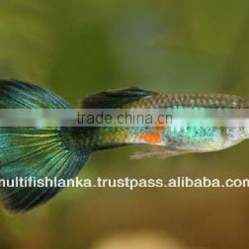 Guppy (Poecilia, Reticulata)