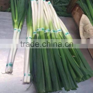 Fresh long onion/shallot from factory