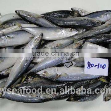 Zhengyuan Fozen Seafood Frozen Horse Mackerel