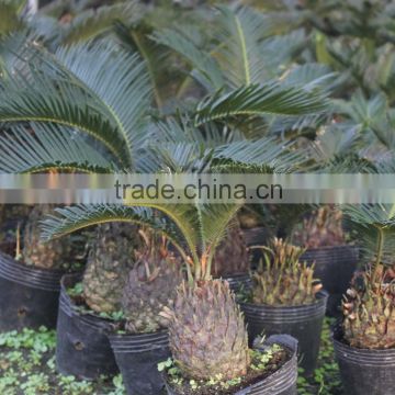 Cycas revoluta china planting a sago palm
