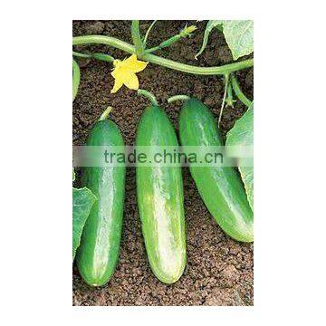 Fresh vegetables Cucumber