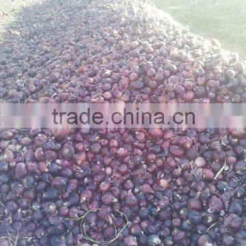 Liliaceous Vegetabless Product Type and Onion Type fresh ONION for sale