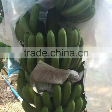 Cambodia hot sale banana irrigation system
