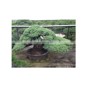 Professional and High-grade bonsai plants for sale tree at Custom tailoring