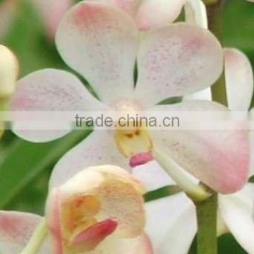 Fresh cut orchids, mokara orchids, fresh cut stem