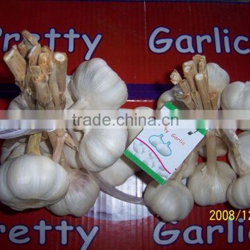 China Garlic Bundle