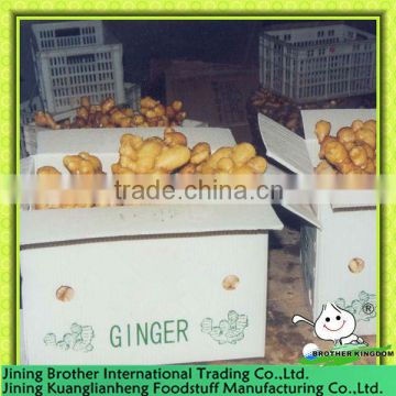 China air dried ginger low price