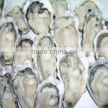 frozen half shell oyster for sale