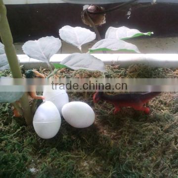 dinasour egg grow expand in water growing toy
