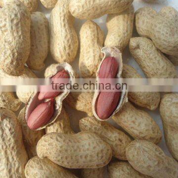 China cheap raw peanuts for sale