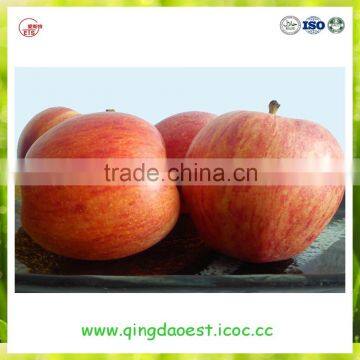 high quality hot sale China red gala apple