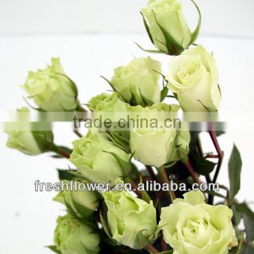Natural rose flowers of white rose flower