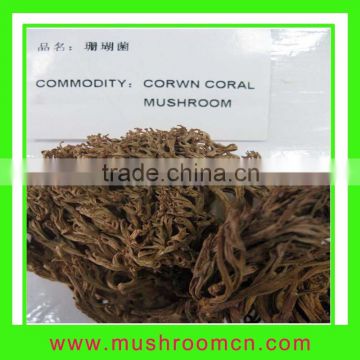 Corwn Coral Mushroom