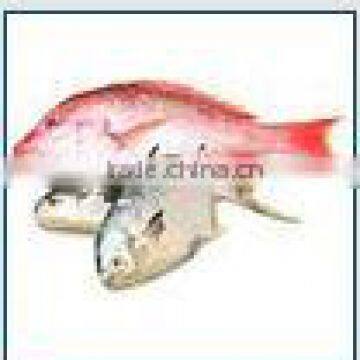 High Quality Fish Meal 70%