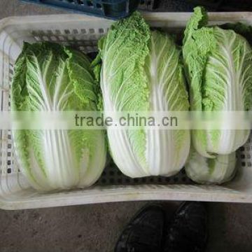 chinese green cabbage