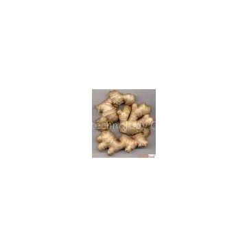 Ginger extract  lily@botanicalextraction.com