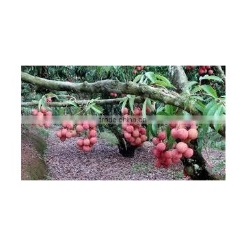 Best Price for Fresh Lychee