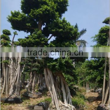 Ficus Microcarpa outdoor plant( Original root bonsai Ficus)