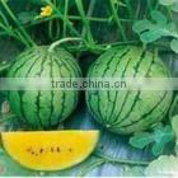 Yellow Sugar early maturity yellow flesh watermelon seeds for sale