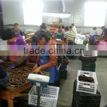 2015 year dandong city chestnuts Hot Sale