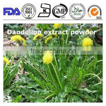 ISO 13 years factory Taraxacum offcinale Dandelion extract