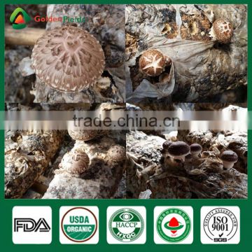 Shiitake Mushrooms 1kg, Dried Mushrooms Export to Japan,Longevity Mushroom