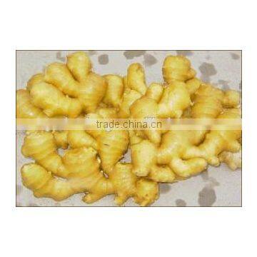 for Eastern Europe Market Wholesale Ginger