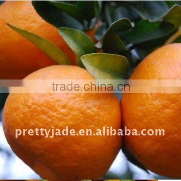 Best Price Baby Mandarin