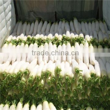 New crop fresh radish from Shandong