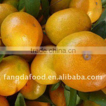 Chinese sugar mandarin orange/orange fruit