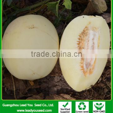 SM25 Aimei f1 hybrid white sweet melon seeds, white melon seeds