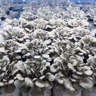 Fresh mushroom (WWWdotSULEN-INDdotCOM)