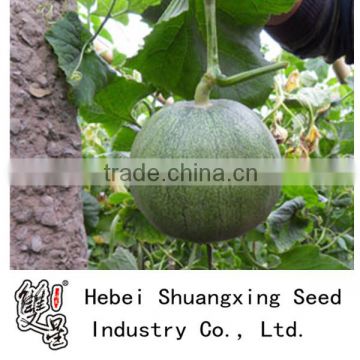 M11-03--planting sweet melon hybrid seed f1