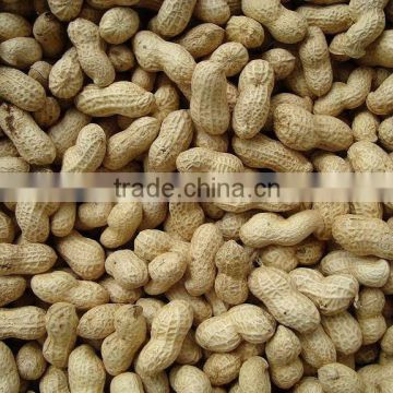 chiness peanut kernel