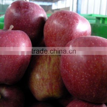 Shanxi huaniu apple crop 2010