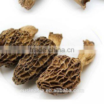 wild morels cultivated morchella conica