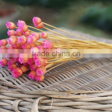 Dried natural small mini flower Brazilian art artificial dried flower home decoration