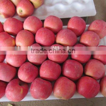 Fuji apple packing 18 kg and 20kg 100-113-125 Sizes