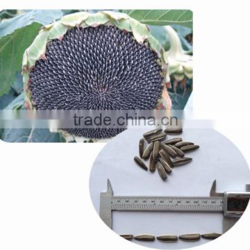 1309 chinese long-grain sunflower seed