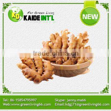 Fine Price Bulk Fresh Ginger