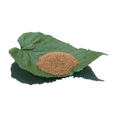 Mulberry tree seedling Guangxi Gui sang you 12 mulberry seeds for sericulture