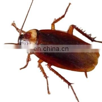cockroach control medicine used in home hotel office warehouse