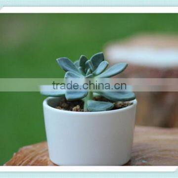 white ceramic Korea style planter mini flower pot