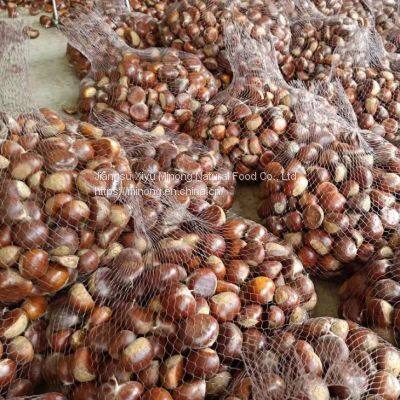 5Kg Mesh Bag Bulk Packing China Fresh Chestnut