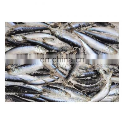 Best quality fresh frozen sardine fish for processing