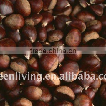 shandong fresh and sweety chestnuts