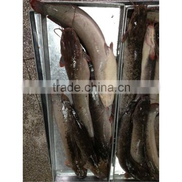 Good quality live fish catfish for sale