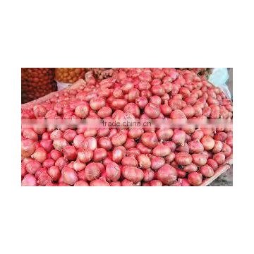 Indian Fresh Onion at Lowest Price