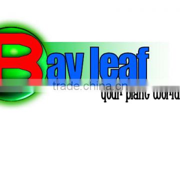 Laurel Leaf,Sweet Bay,Bay Leaf Oil, Turkey, Bay Leaf, Bay Leaf ,Sweet Bay, Aldera Dis Ticaret Co. Semi-Processed Bay Leaves